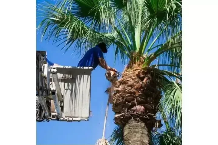 Alex Tree Services image 9