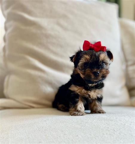 $350 : Yorkies a la venta image 1