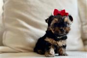 Yorkies a la venta