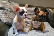 $500 : French bulldog puppies for sel thumbnail