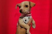 $250 : Chihuahua terrier thumbnail