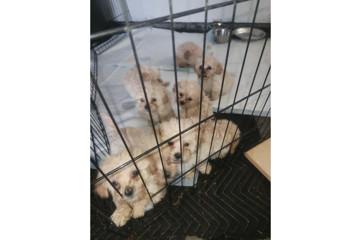 Cachorros en adopcion image 3