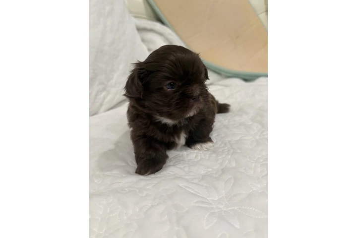 $1300 : Caramelo Shih Tzu Male 8 Weeks image 10