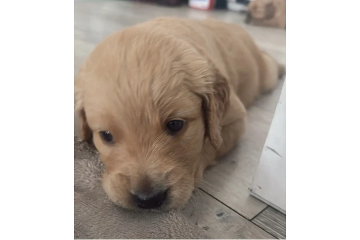 $1300 : Golden Retriever image 5