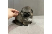 $350 : cachorros de Pomerania thumbnail