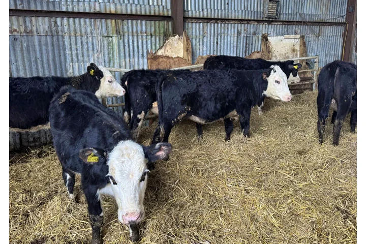 $350 : 6 F1 Wagyu Cow–Calf Pairs image 2