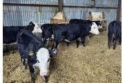 $350 : 6 F1 Wagyu Cow–Calf Pairs thumbnail
