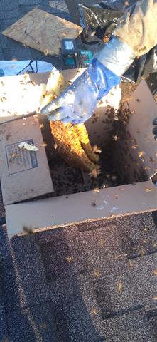 Superior Bee Control image 10