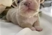 $350 : Chihuahua Puppy for adoption thumbnail
