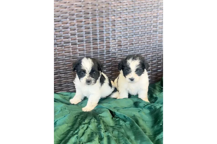 $400 : Perritos Maltipoo image 2