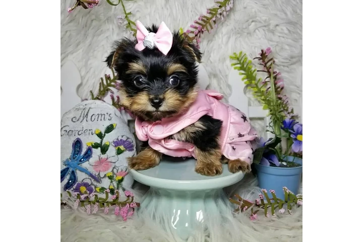 $2300 : Adorable Yorkie image 2