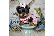 $2300 : Adorable Yorkie thumbnail