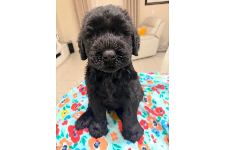 $1 : Giant Schnauzer Male image 3