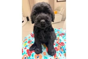 $1 : Giant Schnauzer Male thumbnail