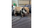 $260 : Mini cerditos en adopción thumbnail