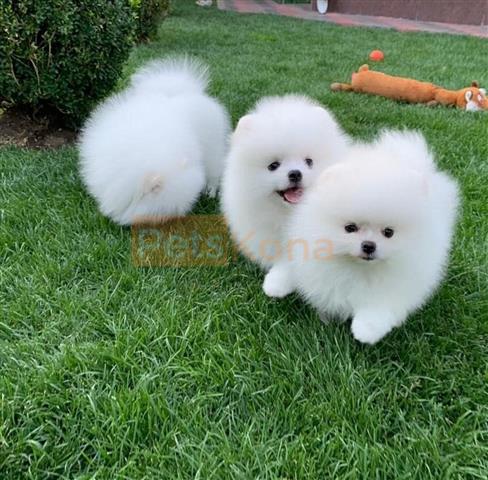 $400 : Preciosos cachorros de Pomeran image 1