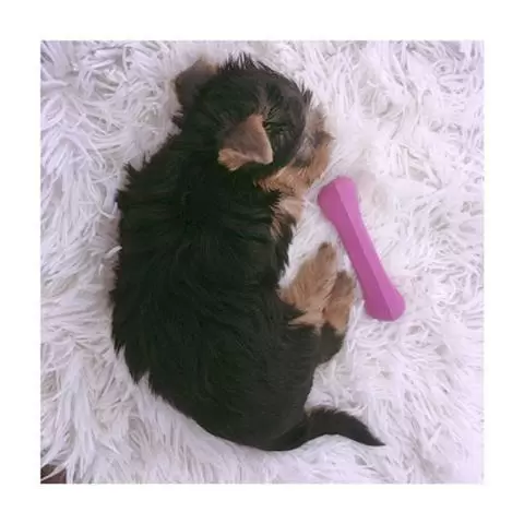 Yorkshire terrier mini toy cac image 1