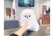$300 : French bulldog and Pomeranian thumbnail