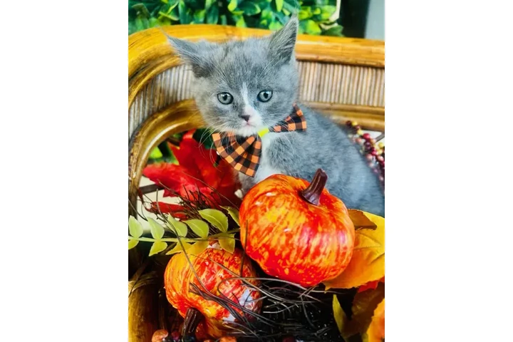 $150 : Gatitos persa mix image 1