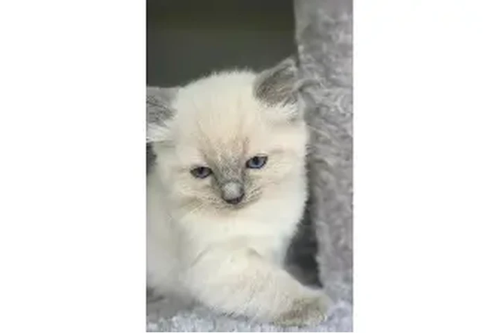 $477 : Beautiful blue point ragdolls image 2