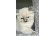 $477 : Beautiful blue point ragdolls thumbnail