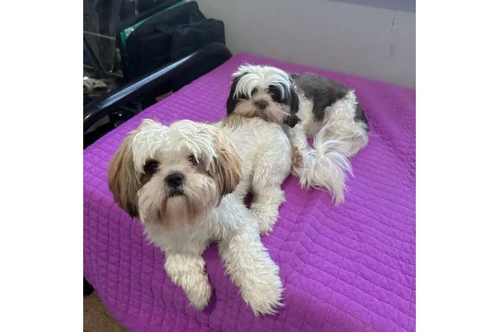 $350 : Cachorros Shihtzu en venta image 5
