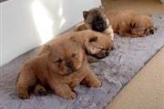 $450 : cachorros de Pomerania disponi thumbnail