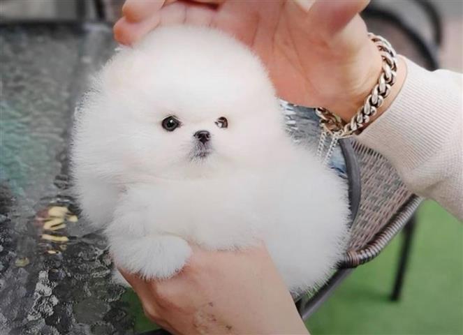 $250 : Pomeranian puppy for sale image 1