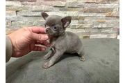 $350 : Cachorros de chihuahua thumbnail