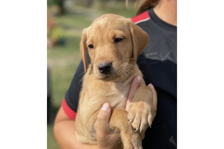 $480 : Labrador Available image 1