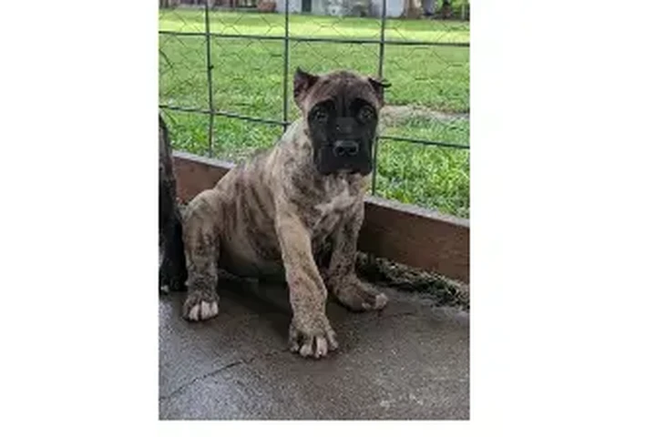 Perro de presa canario image 1