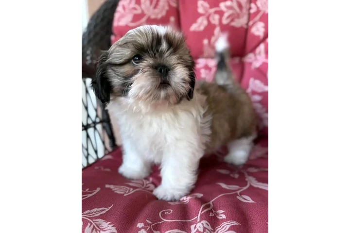 $350 : Cachorros de Shih Tzu image 2