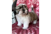 $350 : Cachorros de Shih Tzu thumbnail