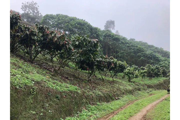 $390000 : Se vende hacienda 78ha Bolivar image 5