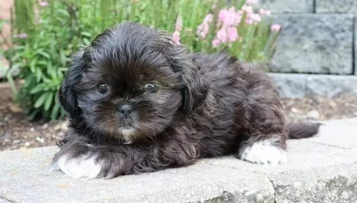 $600 : Shih tzu puppies for sale image 1