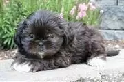 Shih tzu puppies for sale en Des Moines