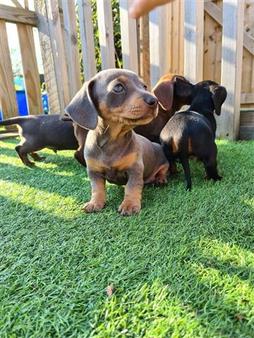 $550 : Adorable Dachshund puppies image 1