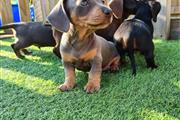 Adorable Dachshund puppies en Greenville