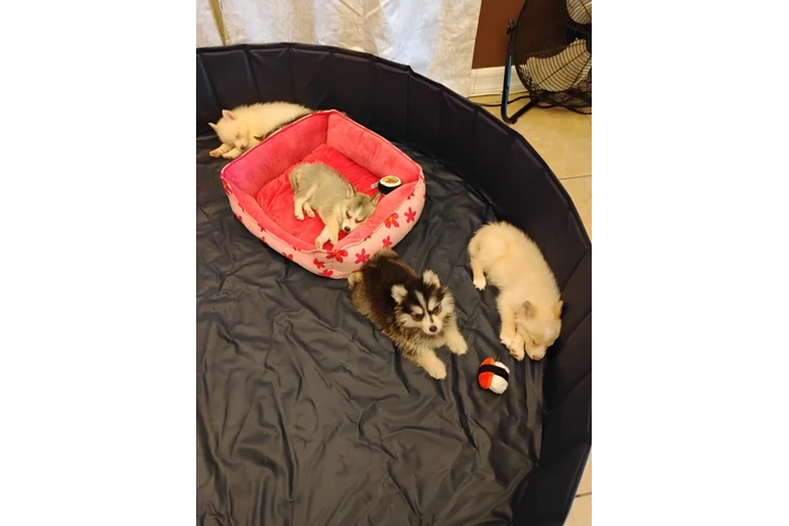 Pomsky puppies image 5