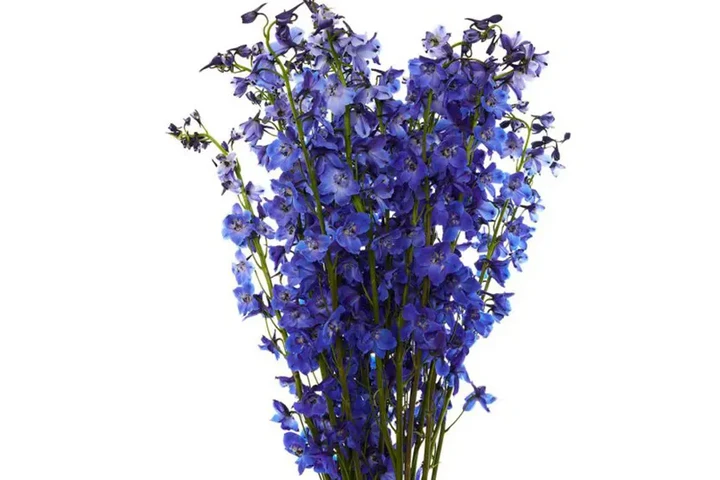 Rosas Premium y Arreglos image 4