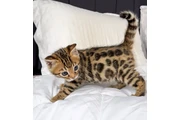 Bengal kittens available en Denver