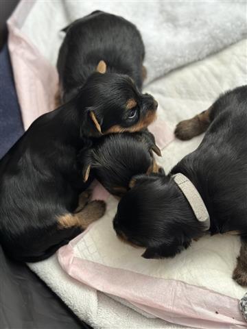 $380 : Yorkieshire puppies for sale image 1