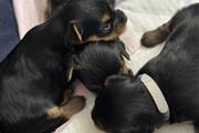 Yorkieshire puppies for sale en Houston
