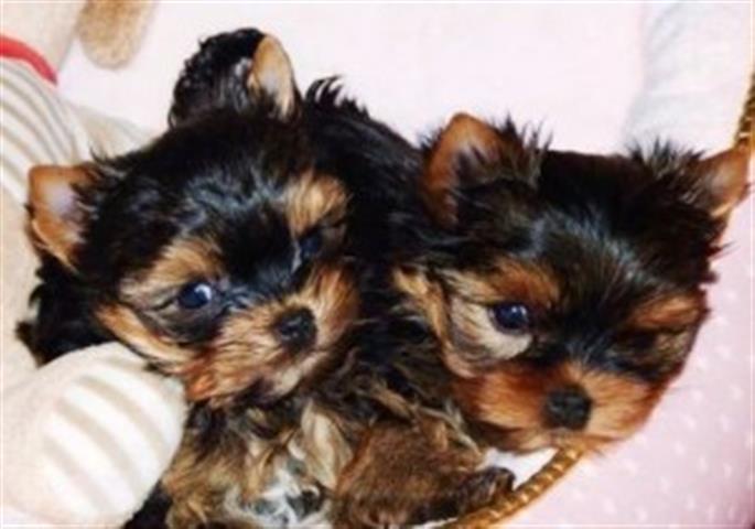 $400 : great yorkie puppies ready image 1