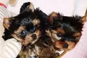 great yorkie puppies ready en Kings County