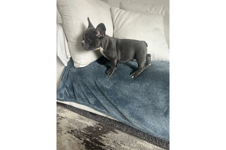 $1500 : Frenchie AKC image 4