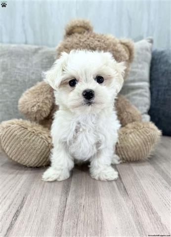 $160 : New Born Pure Maltese Puppies image 1