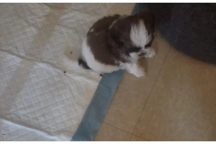 $650 : 4 shitzu 100%puros image 3