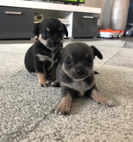 $500 : Cachorros Chihuahua image 1