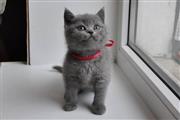 $450 : British Shorthair Kittens. thumbnail